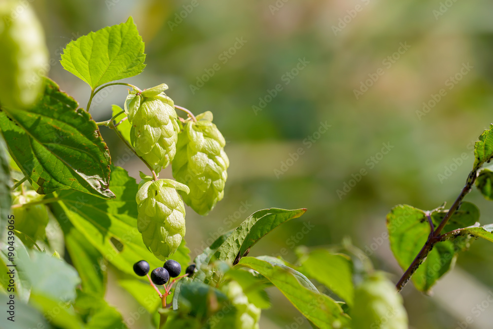 Humulus Lupulus Flowers, Also Called Hops Humulus Lupulus Flowers, Also Called Hops