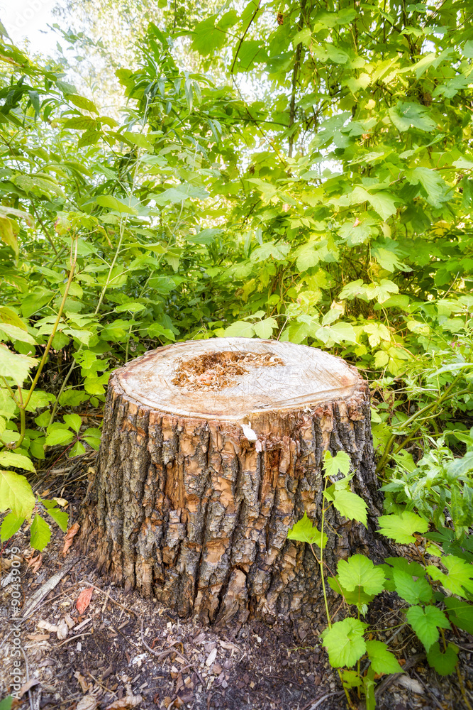 Cut Tree in the Forest Cut Tree in the Forest