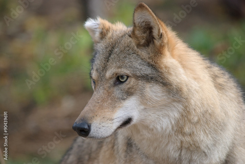 wolf portrait © havranka