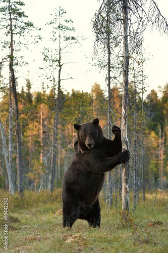 bear standing in the bog at sunset