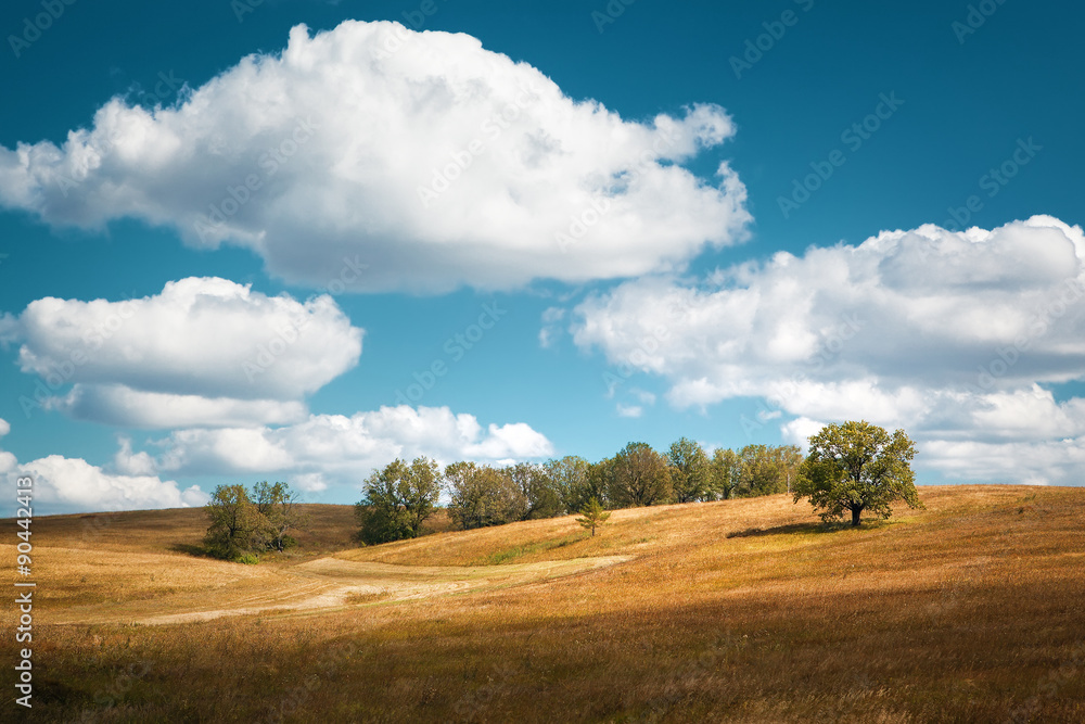 meadow landscape