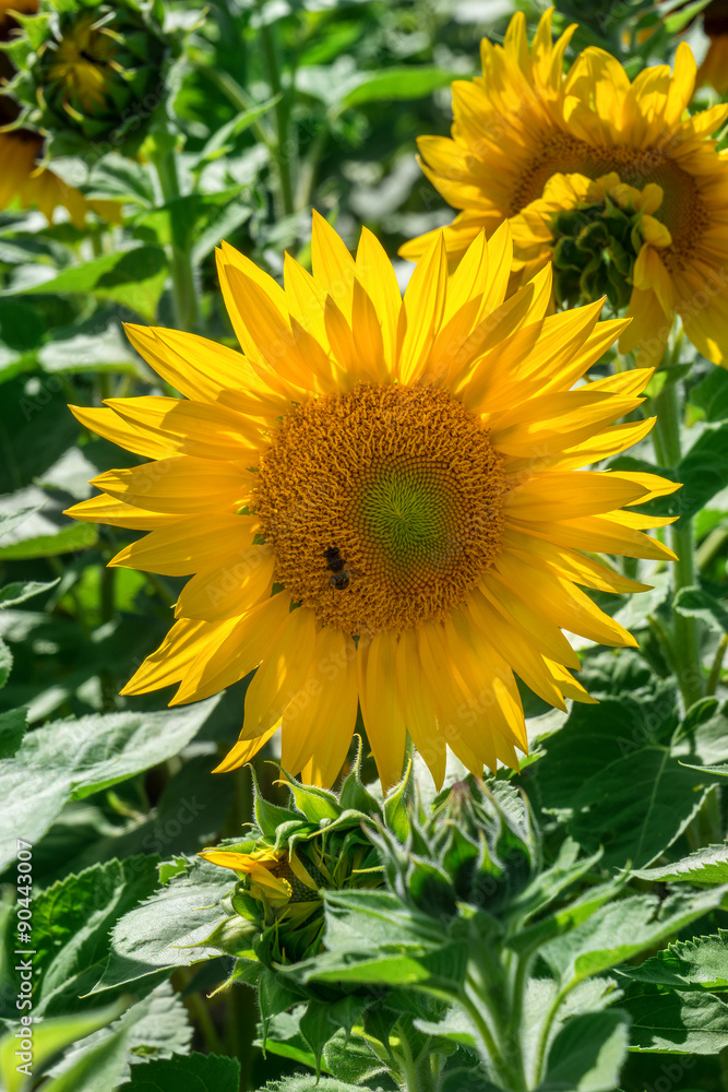 Naklejka premium Sonnenblume mit Biene