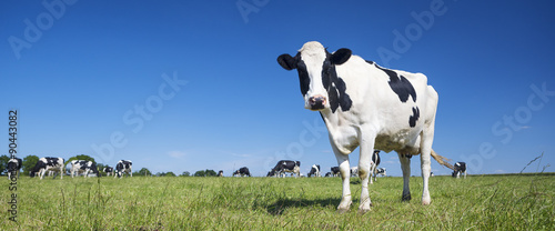 Photographie Panoramic view of black and white cow