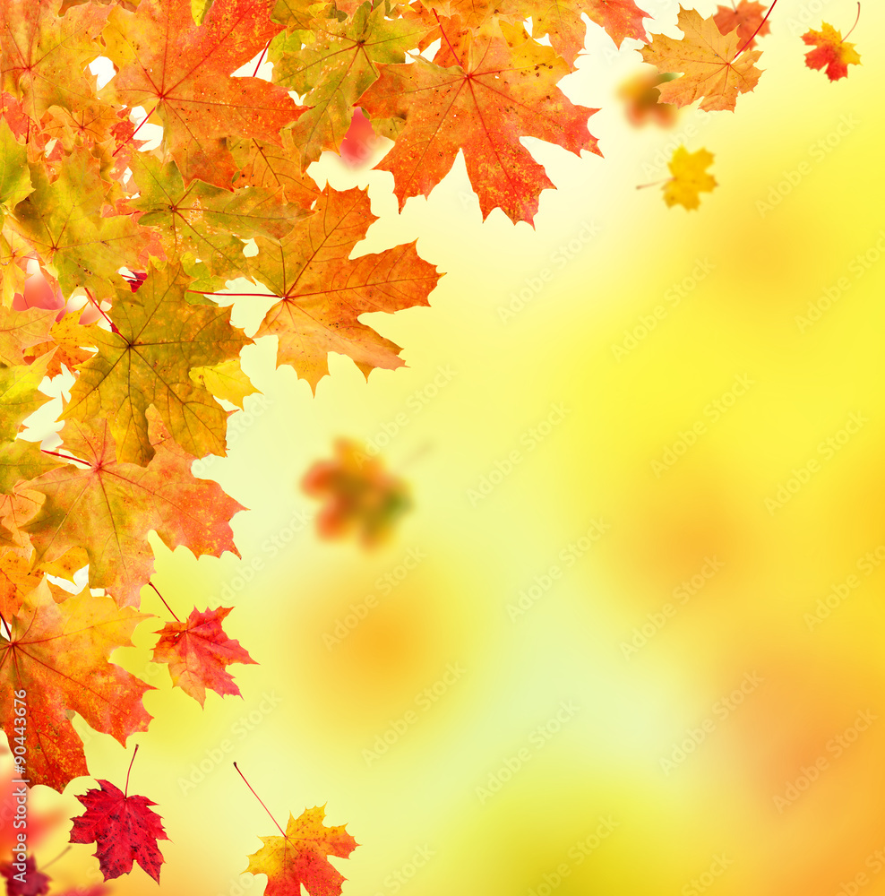 autumn leaves background autumn leaves background