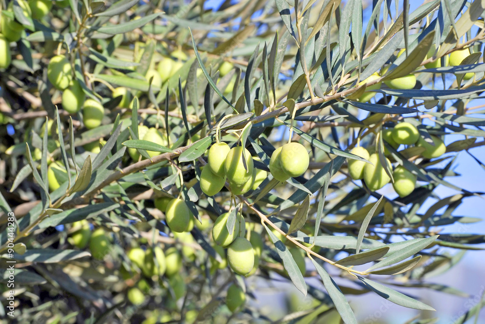 Fototapeta premium Green Olives2