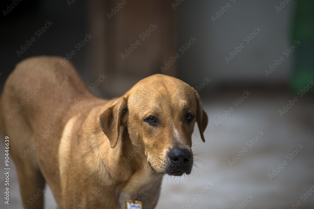 Brown homeless Thai dog