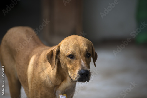Brown homeless Thai dog