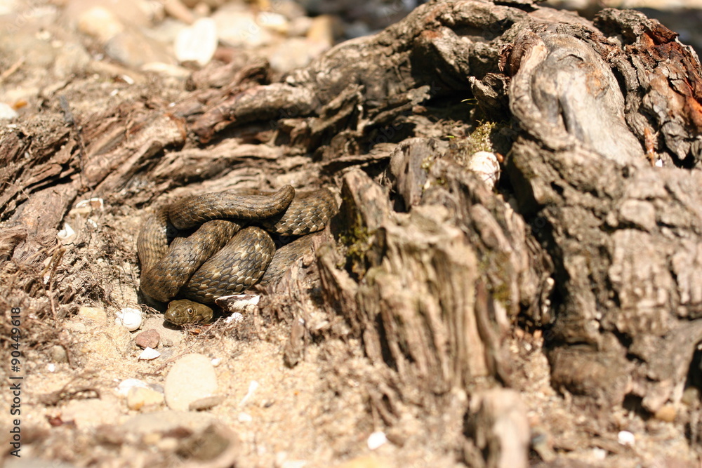 Well camouflaged snake is waiting for a better chance to retire. Well camouflaged snake is waiting for a better chance to retire.