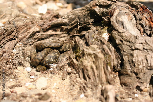 Well camouflaged snake is waiting for a better chance to retire.