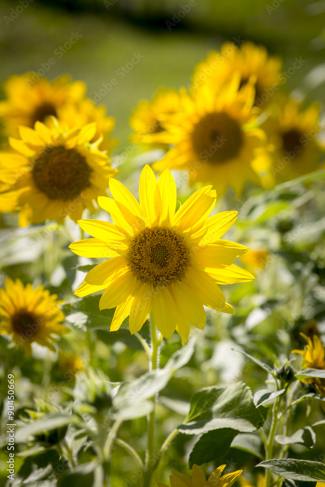 Sonnenblumen im Weingarten, Südsteiermark, Steiermark, Sonnenblume (Helianthus annuus)