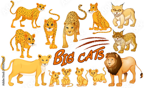 Different kind of lion and tiger