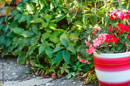 Fototapeta Naklejka Na Ścianę i Meble -  geranium flowers