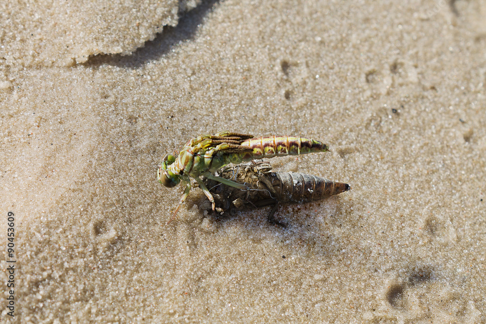 the birth of a green dragonfly from the  larvae closeup