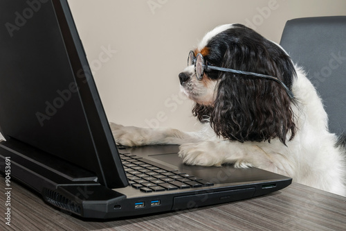 Cavalier King Charles photo