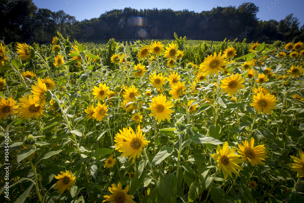 Fototapeta premium Sonnenblumen im Weingarten, Südsteiermark, Steiermark, Sonnenblume (Helianthus annuus)