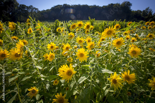 Fototapeta Naklejka Na Ścianę i Meble -  Sonnenblumen im Weingarten, Südsteiermark, Steiermark, Sonnenblume (Helianthus annuus)