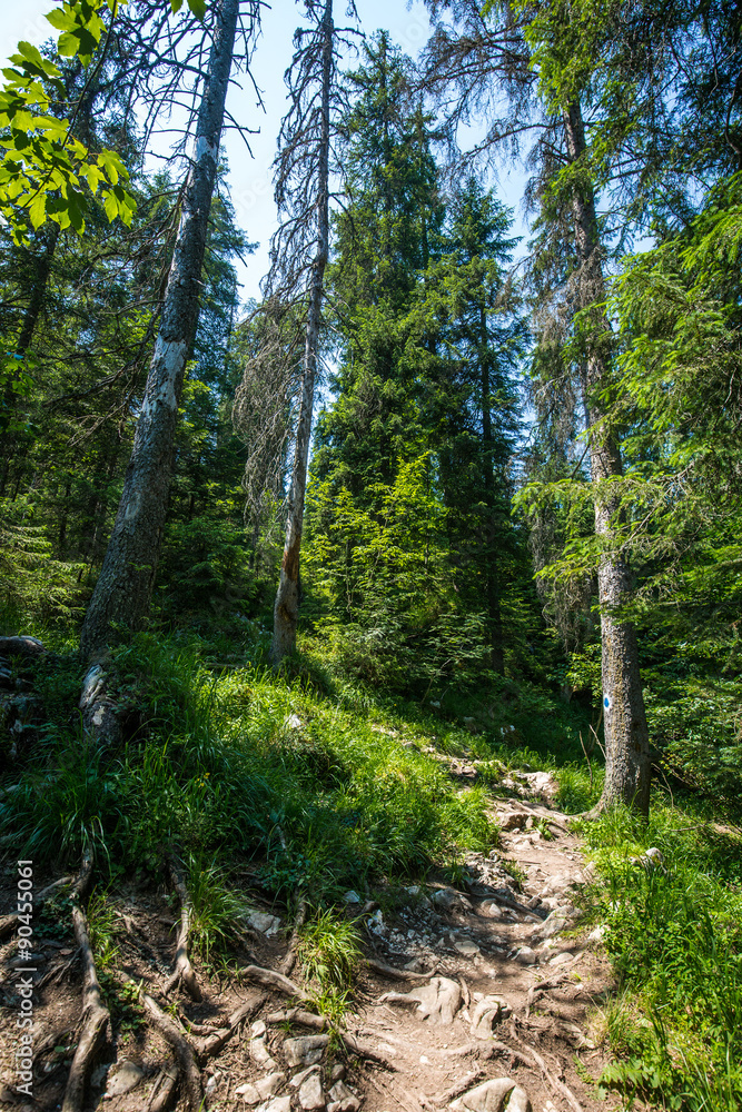 Mountain trail through the forest Mountain trail through the forest