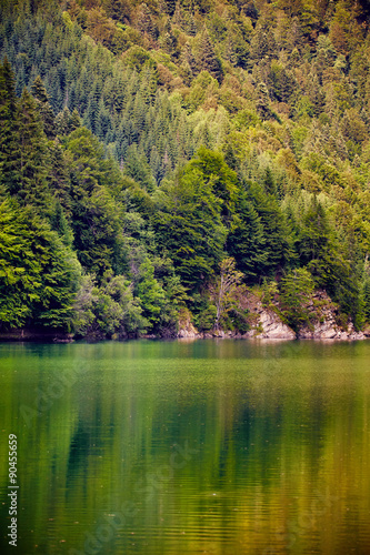 Lake and pine trees