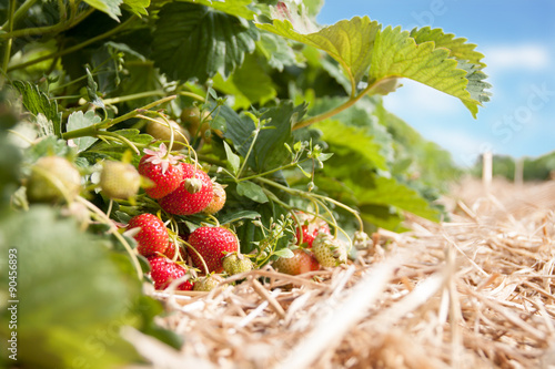 Frische Erdbeeren - Reife Erdbeeren auf einer Erdbeer-Plantage