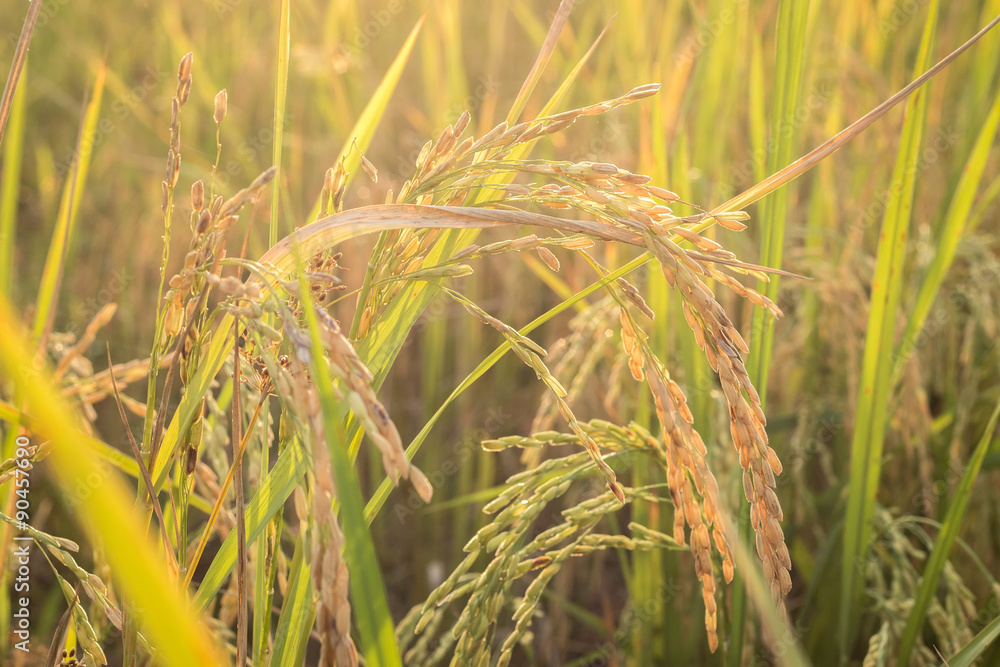 Fototapeta premium Rice field