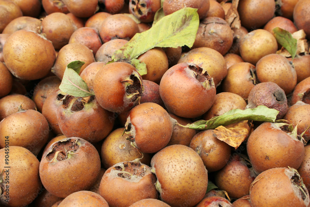 medlar medlar