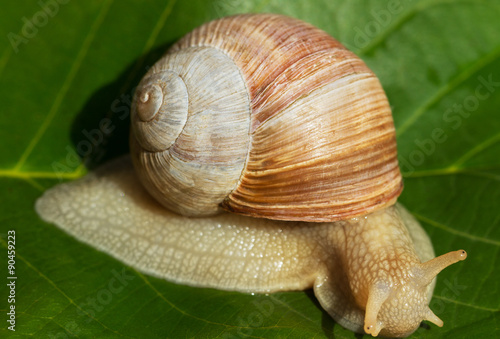 Wine snail.