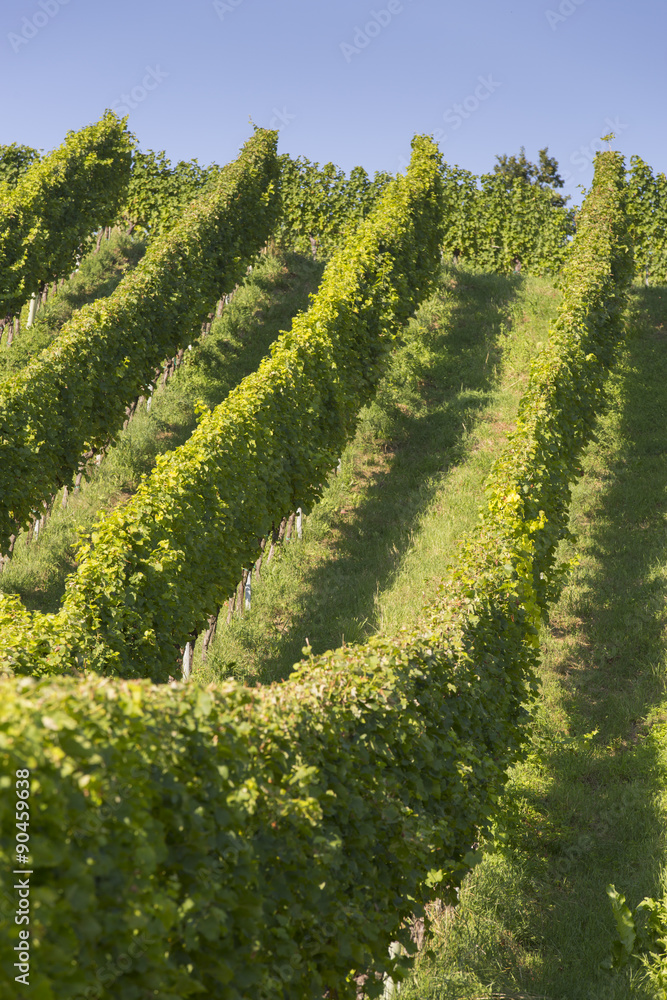 Fototapeta premium Weingarten an der südsteirischen Weinstraße, Weinstrasse, Steiermark