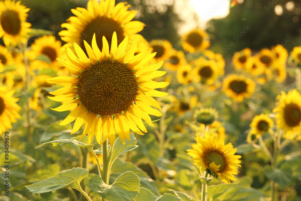 Sunflower in the field