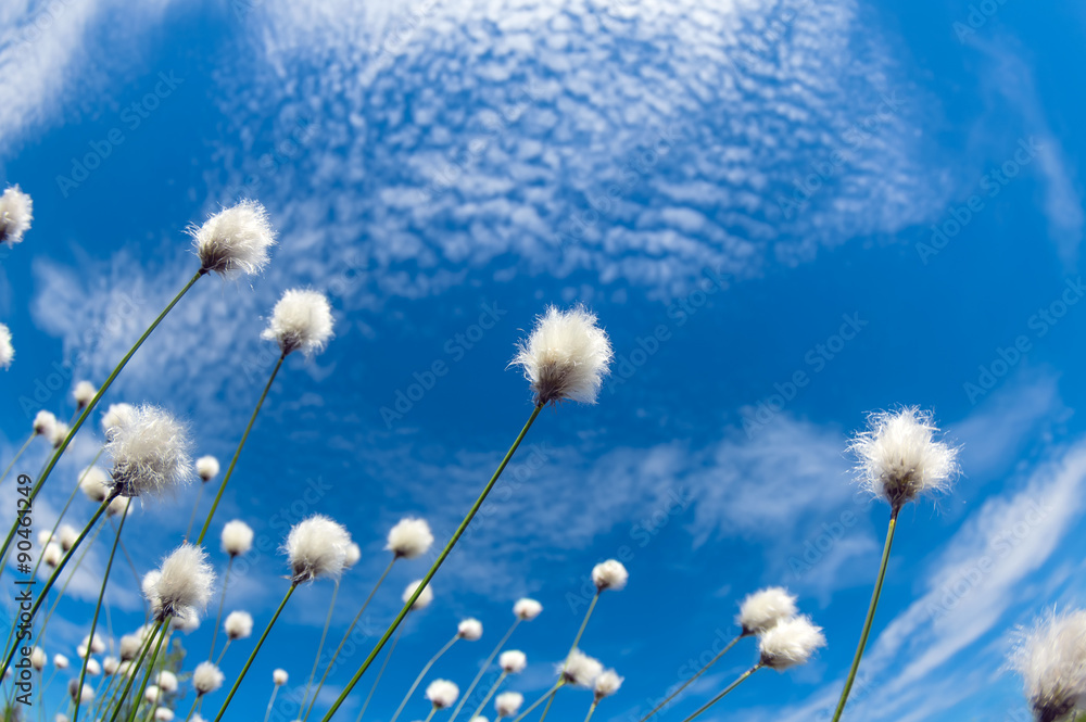 Flowering cotton grass on a background of blue sky