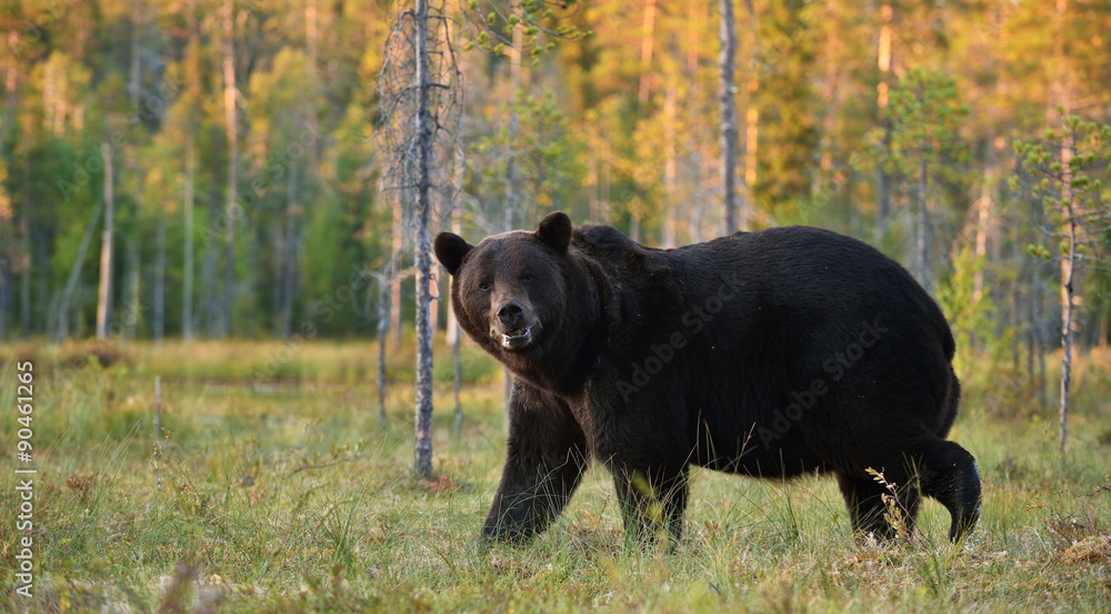 bear in the bog at sunset with forest background bear in the bog at sunset with forest background