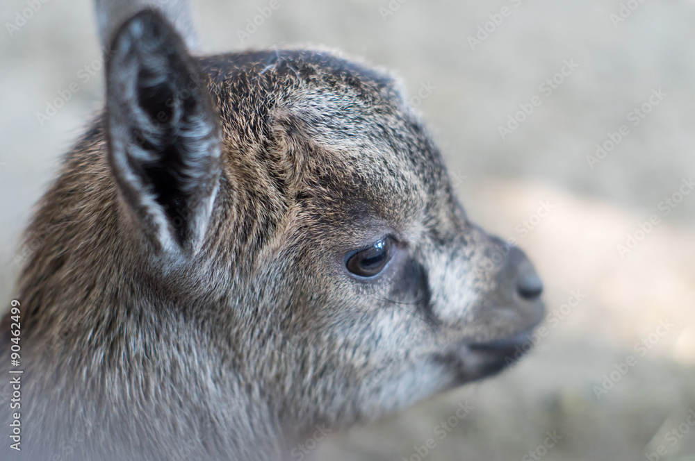 Naklejka premium mała koza