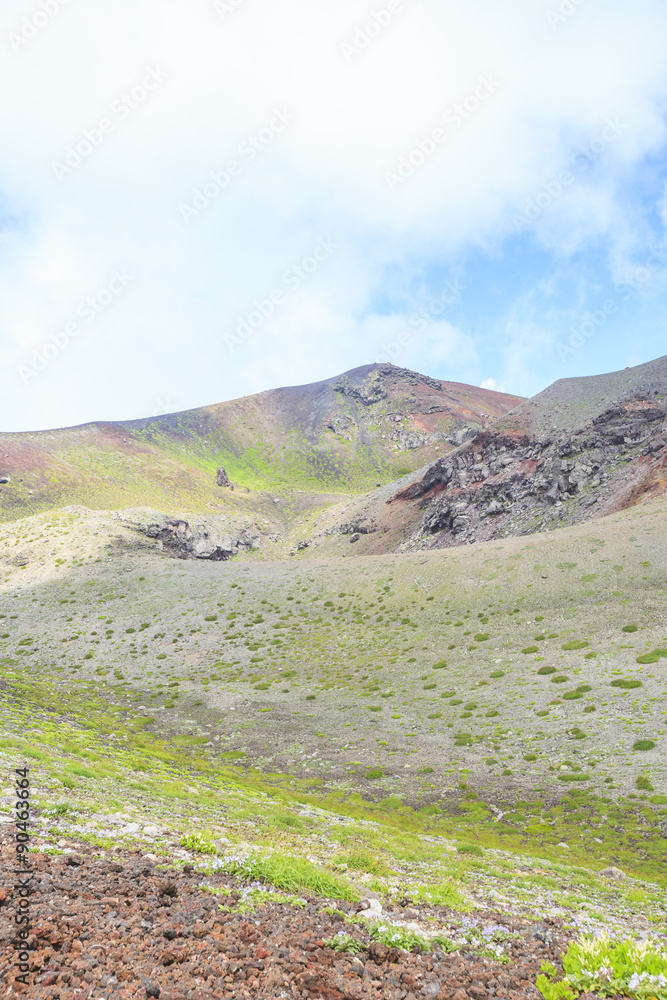 Fototapeta premium 岩手山の外輪山に咲くイワブクロと薬師岳