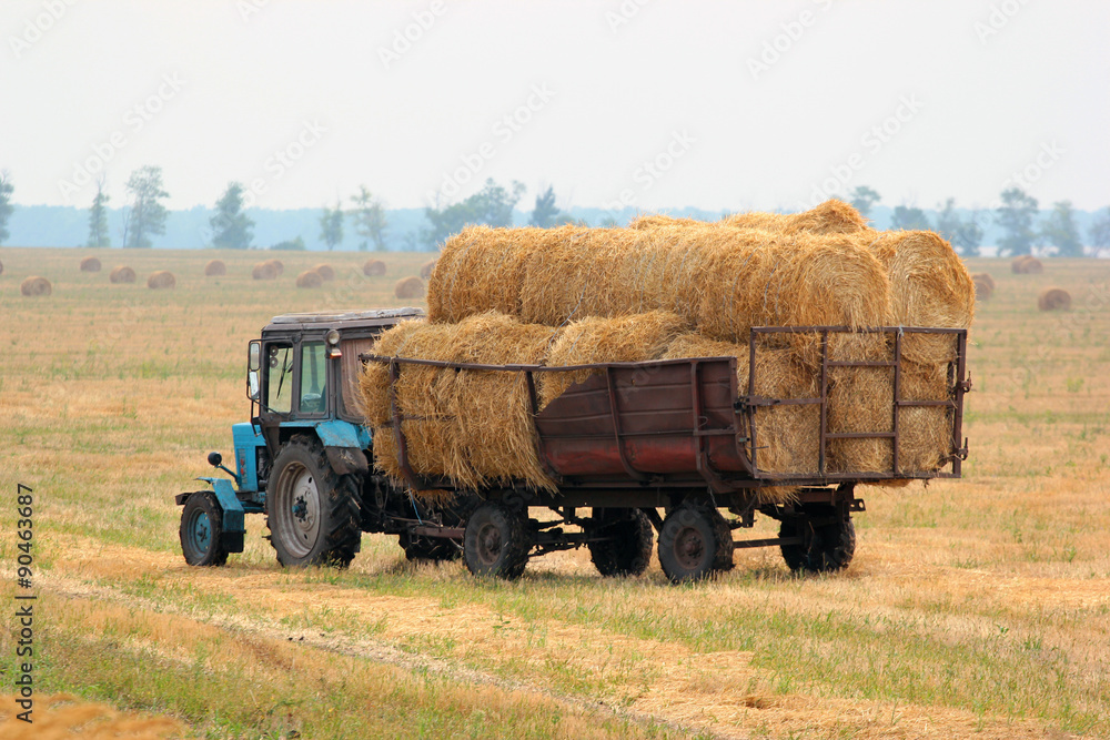 Obraz premium Tractor carries bales of hay on the harvested field