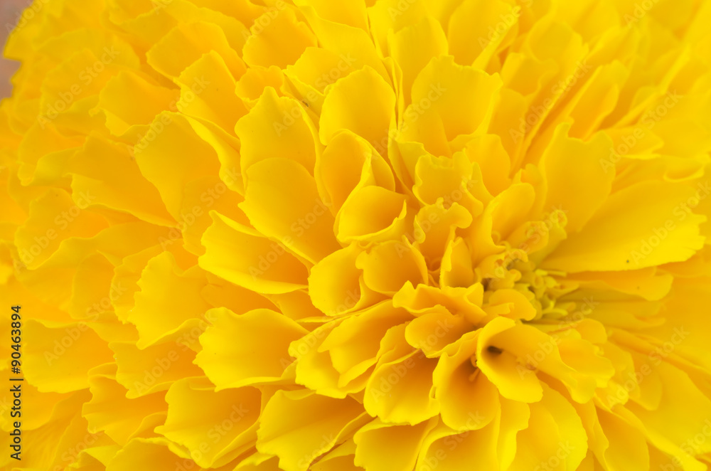 macro of yellow marigold flower background macro of yellow marigold flower background