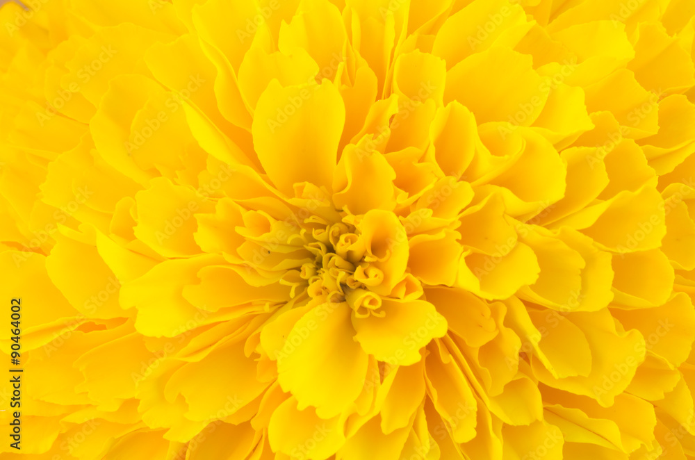 macro of yellow marigold flower background macro of yellow marigold flower background