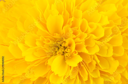 macro of yellow marigold flower background