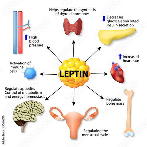 leptin hormone effects