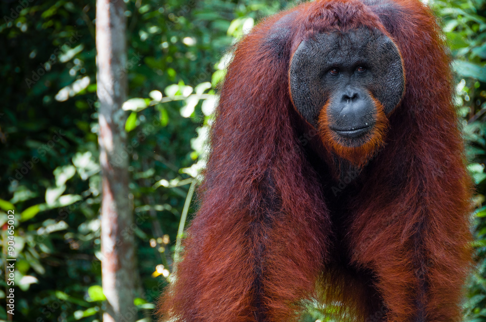 Orang Utan alpha male standing in Borneo Indonesia Orang Utan alpha male standing in Borneo Indonesia