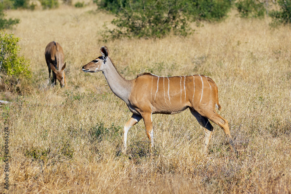 Fototapeta premium Greater Kudu female