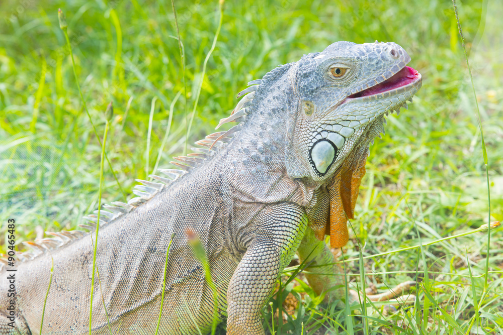 Fototapeta premium iguana