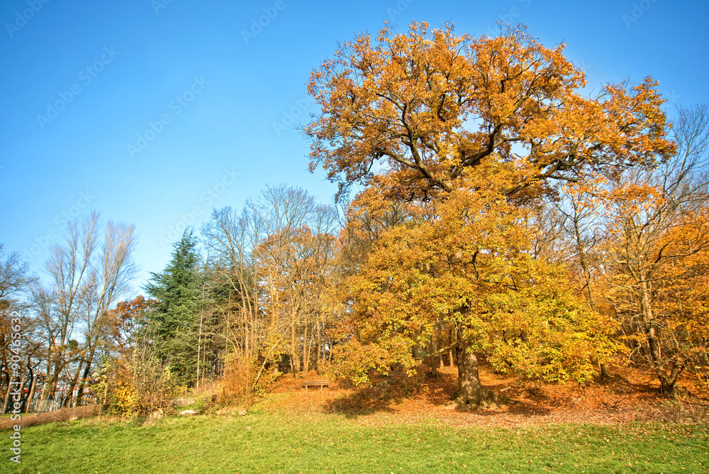 Forest in autumn