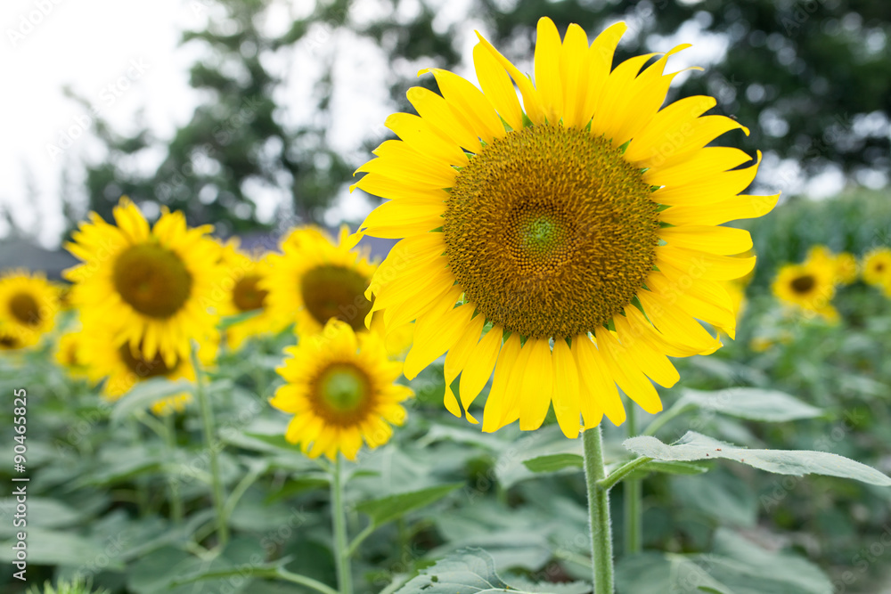 Obraz premium sunflower in the garden with bee