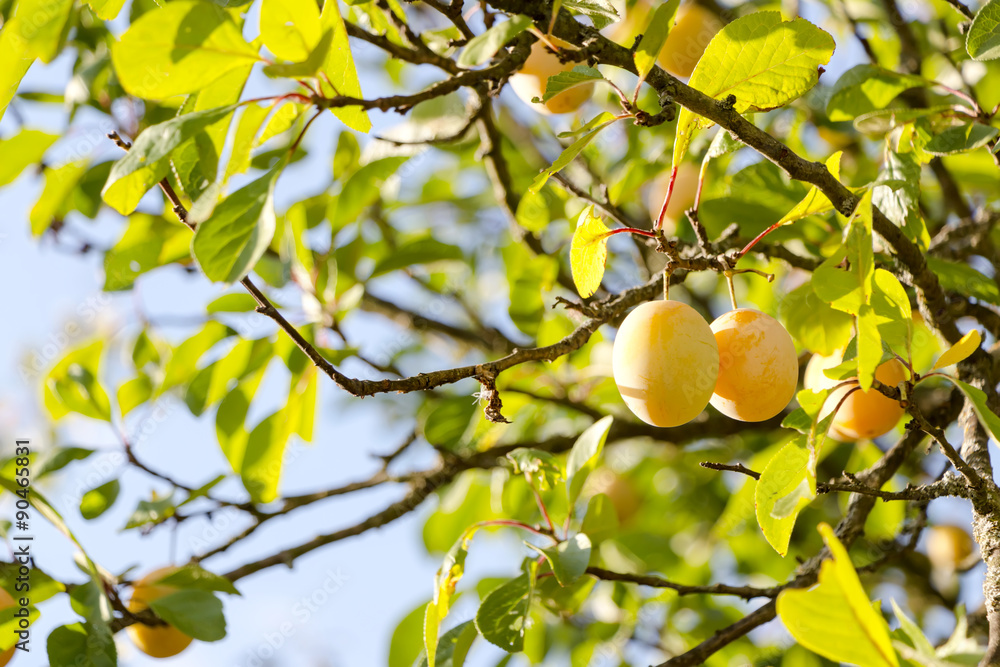 Yellow plums on the tree