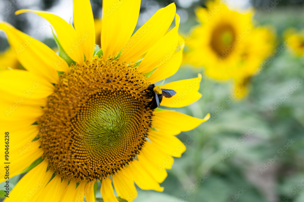 sunflower in the garden with bee sunflower in the garden with bee