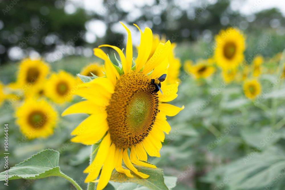 Fototapeta premium sunflower in the garden with bee