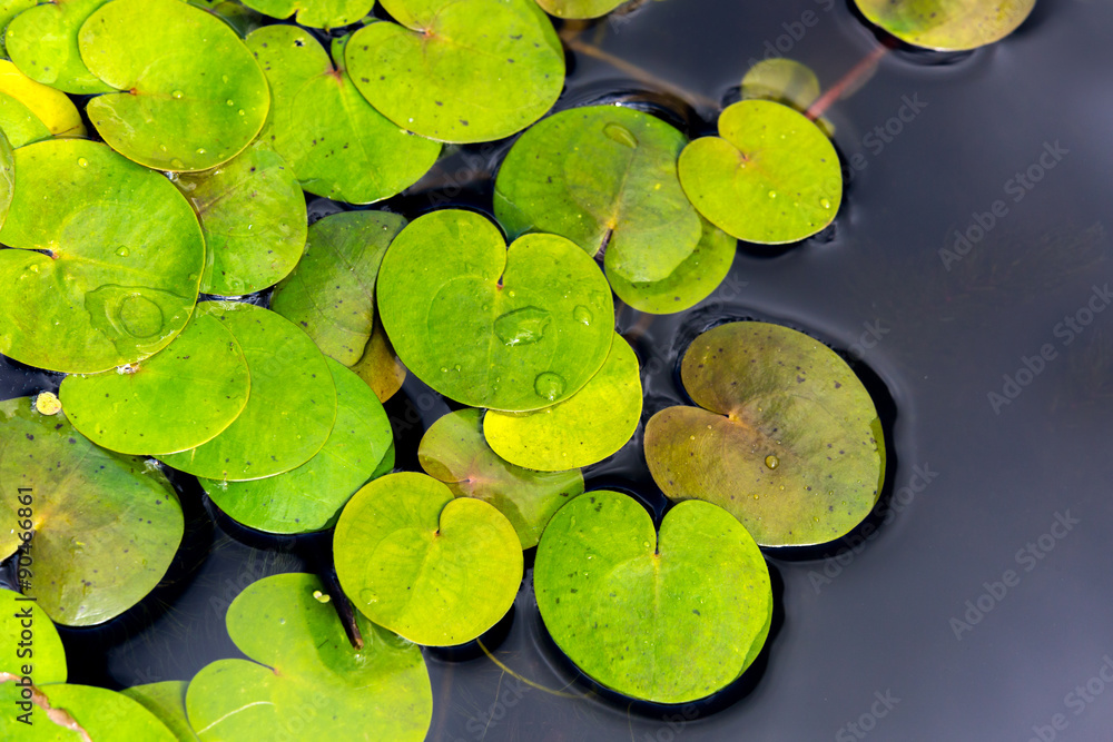 driftweeds leafs on water surface driftweeds leafs on water surface