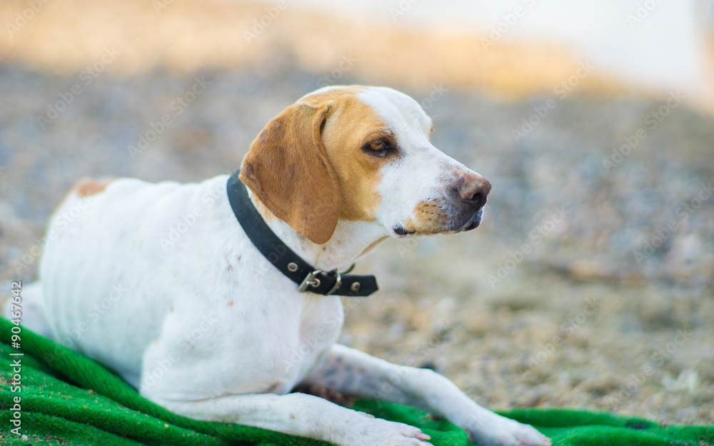 Homeless Dog on Beach Homeless Dog on Beach
