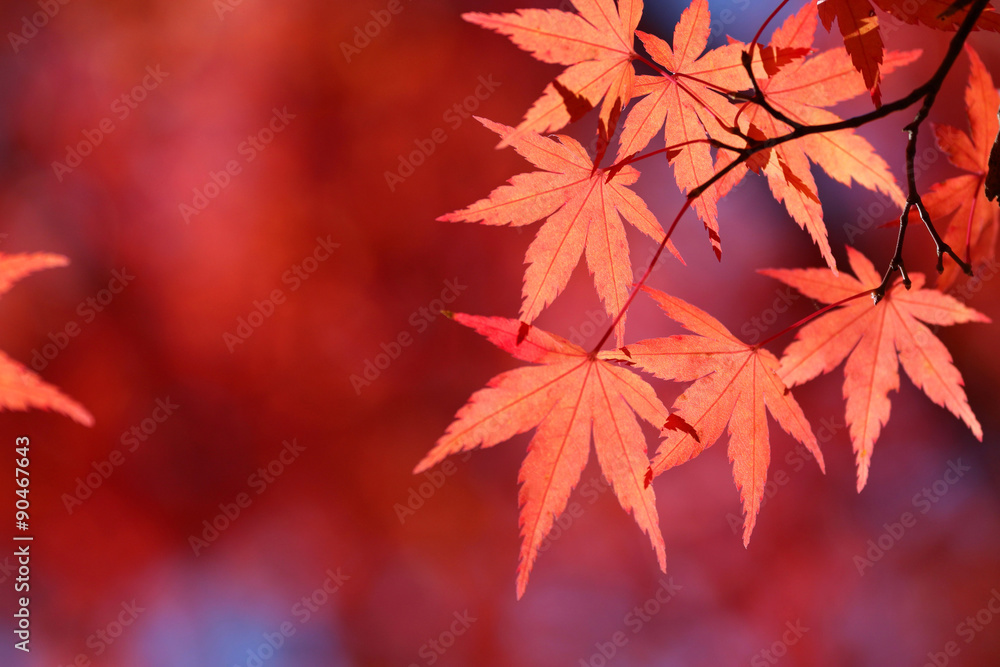紅葉狩り