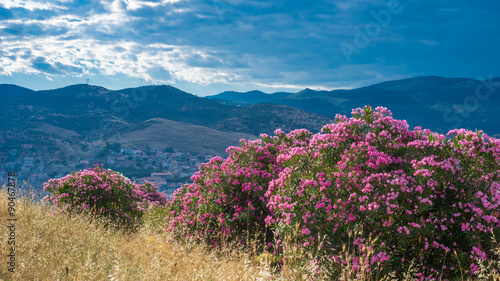 Oleanders Blossoming on Hillside, Selcuk, Turkey