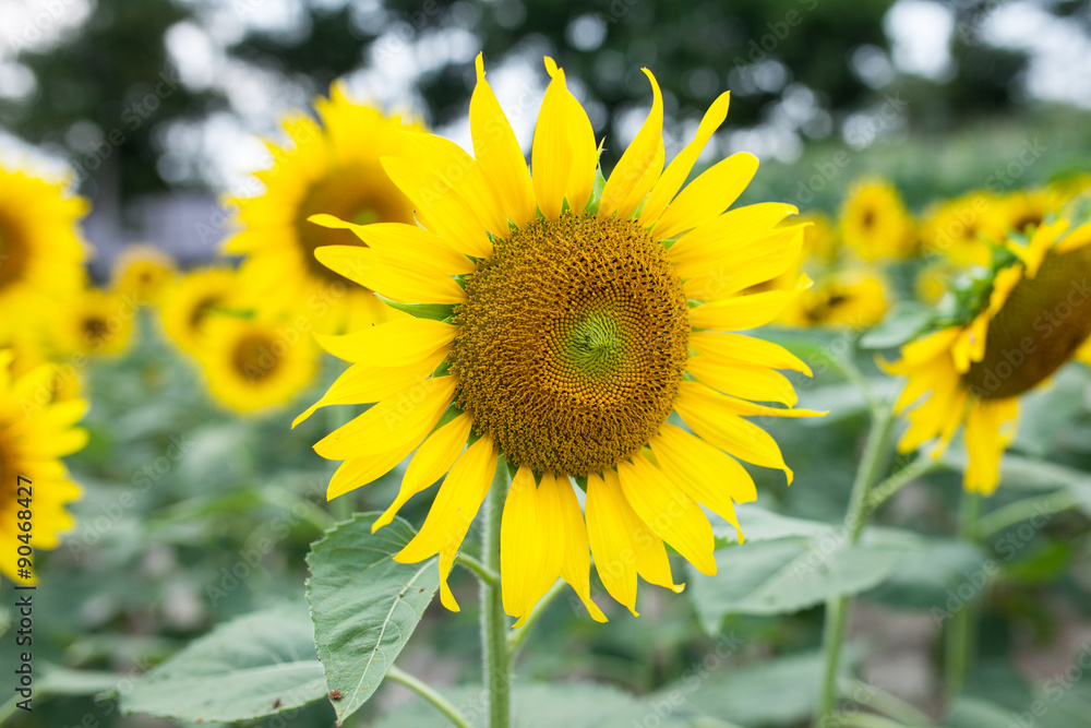 Obraz premium sunflowers in the green garden